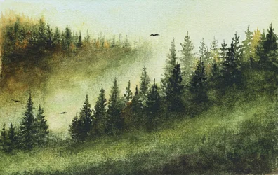 Forêt sempervirente brumeuse