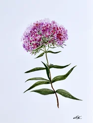Floraison botanique éclatante