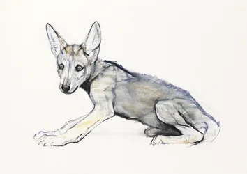 Louveteau arabe adolescent, 2009