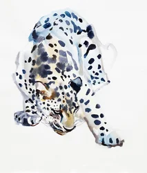 Léopard arabe, 2008