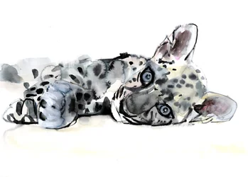Jeune léopard arabe, 2008