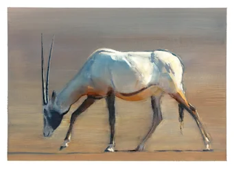 Oryx d