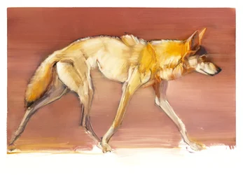 Loup arabe, 2010