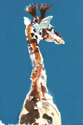 Bébé girafe Masai, 2018