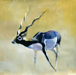 Antilope cervicapre, Velavadar, 1997