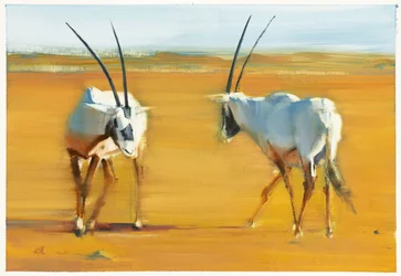 Oryx d