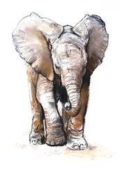 Concentration (bébé éléphant), 2018