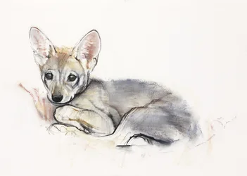 Louveteau arabe recroquevillé, 2009