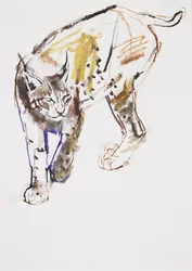 Lynx européen