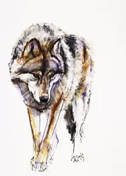 Loup européen