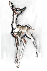 Faon de Gerenuk, Sarara, 2018