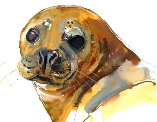 Chiot Gingembre, Westcove