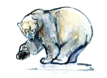 Ours polaire, 2013
