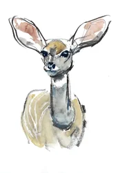 Faon de Kudu, Sarara, 2018