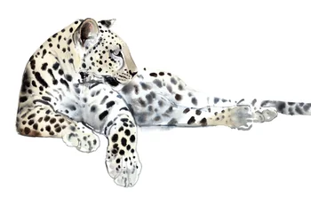 Long (Léopard arabe)