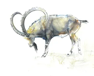 Ibex nubien