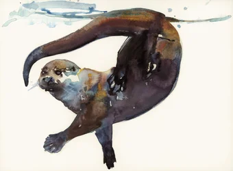 Étude de loutre II - 