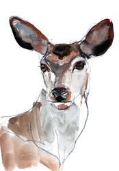 Cerf Rouge, 2023