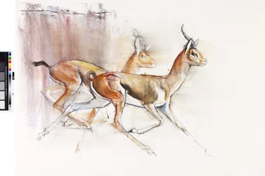 Gazelles arabes en course, 2010