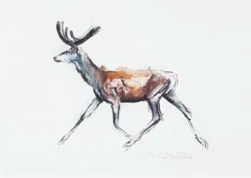 Cerf courant en velours, Polsen, 2006