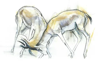 Gazelles des sables, 2009