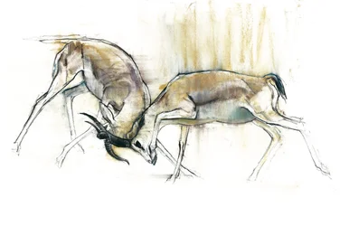 Gazelles des sables, 2009