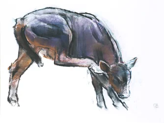 Veau se grattant, 2006