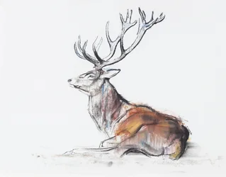 Cerf assis, 2006