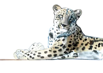 Tilt (Léopard arabe)