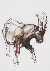 Jeune bouquetin, Gran Paradiso, 2005