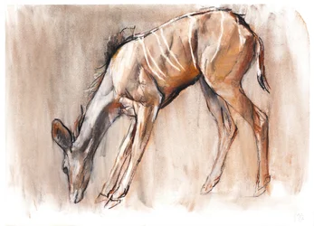 Jeune Kudu, Loisaba, 2018