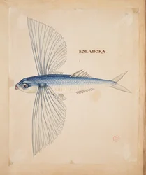Boladora, un poisson volant