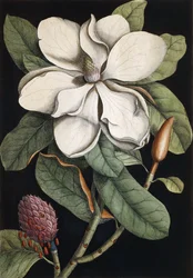 Arbre de laurier, 1731-1743