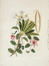 Plumeria obtusa L. Frangipanier de Singapour