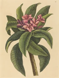 Frangipanier rouge (Plumeria rubra)