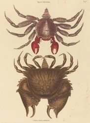 Crabe rocheux tacheté rouge Cancer grapsus