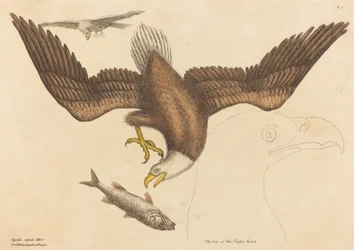 Le Pygargue à tête blanche Falco leucocephalus