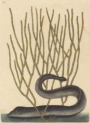 La Murène noire (Muraenae helenae varietas)