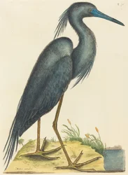 Le Héron Bleu Ardea coerulea