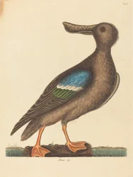 Le Canard souchet à ailes bleues