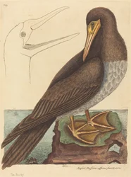 Le Fou (Pelecanus Sula)