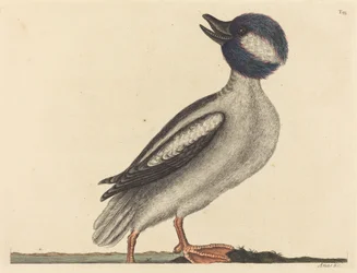 Le Canard à tête de buffle Anas bucephala