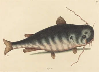 Le poisson-chat (Silurus catus)