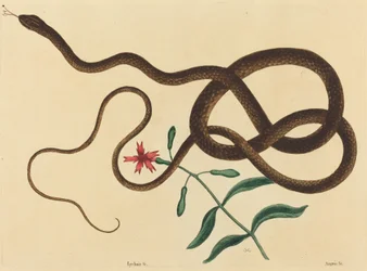 Le serpent fouet (Coluber flagellum)