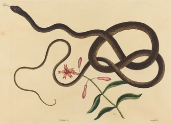 Le serpent fouet (Coluber flagellum)