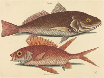 Le Croker (Perca undulata)