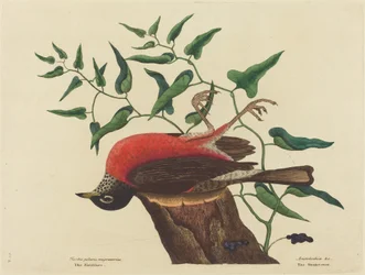 La Grive de Caroline (Turdus migratorius)