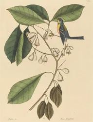 Le Grimpereau des Pins (Parus americanus)