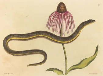 Le Serpent de Verre (Anguis ventralis)