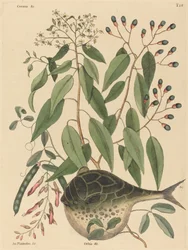 Le poisson-globe Tetrodon lagocephalus, publié 1731-1743